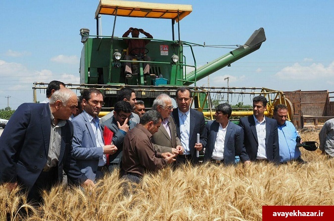 پیش‎بینی تولید 150 تا 170 هزار تن گندم در مازندران