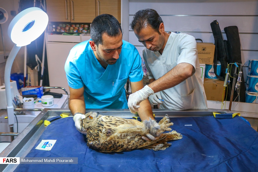 شاه بوف بزرگترین جغد در خاورمیانه است که در کشور ما پراکنش زیادی دارد. کمبود زیستگاه‌ها و جثه بزرگ آن باعث شده که بیشتر از پرندگان دیگر در معرض آسیب قرار گیرد.
