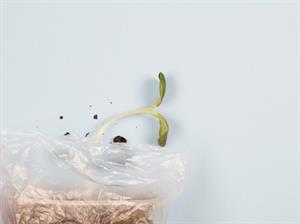 بذر سبزی چگونه در کیسه پلاستیکی پرورش می‌یابد؟
