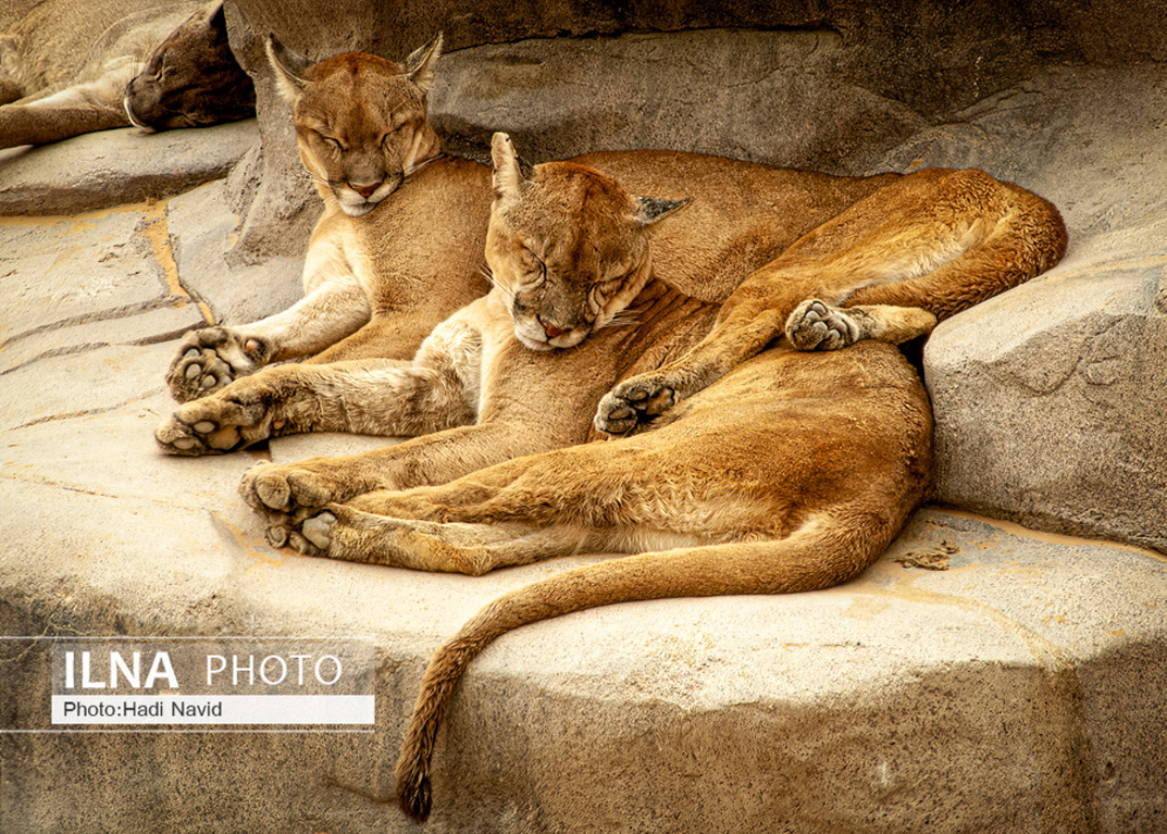 تصاویر: باغ وحش العین امارات