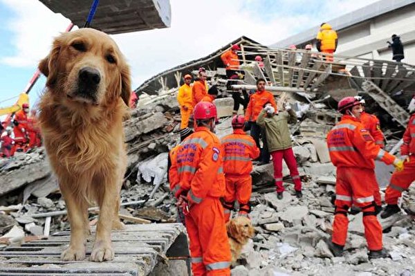 آیا واقعا حیوانات با قدرتی فرابشری زلزله را می فهمند؟