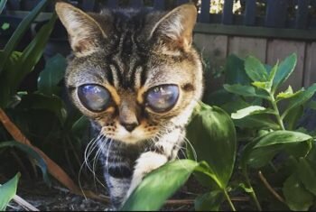 تصاویر عجیب‌ترین گربه‌های جهان | از گربه فرازمینی تا الهه دو سر گربه‌ها