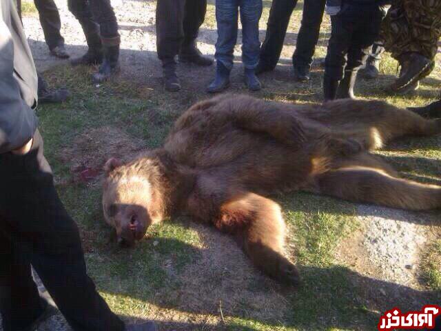 قتل یک نفر بر اثر حمله خرس در بهشهر صحت ندارد
