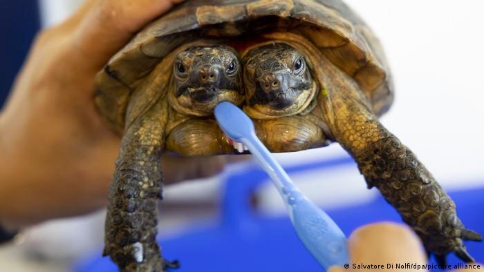 تصاویر خوشبخت‌ترین لاک‌پشت دنیا | اسکیت اختصاصی این حیوان را ببینید
