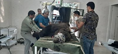 یک قلاده خرس قهوه‌ای زخمی در آمل زنده‌گیری شد