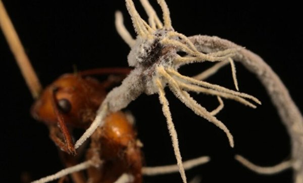 انگل مرموزی که قارچ تبدیل‌کننده مورچه‌ها به زامبی را آلوده می‌کند، شناسایی شد