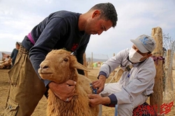آغاز واکسیناسیون رایگان ۱۲ هزار راس دام در شرق مازندران