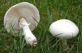 خطر قارچ‌های خود رو در فصل بهار؛مراقب «کلاهک‌های مرگ» باشید