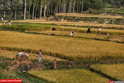 برداشت برنج از منطقه ییلاقی سرتنگه رودبار سوادکوه