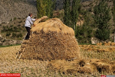 برداشت برنج از منطقه ییلاقی سرتنگه رودبار سوادکوه