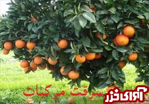 دستگیری سارقان مرکبات در ساری