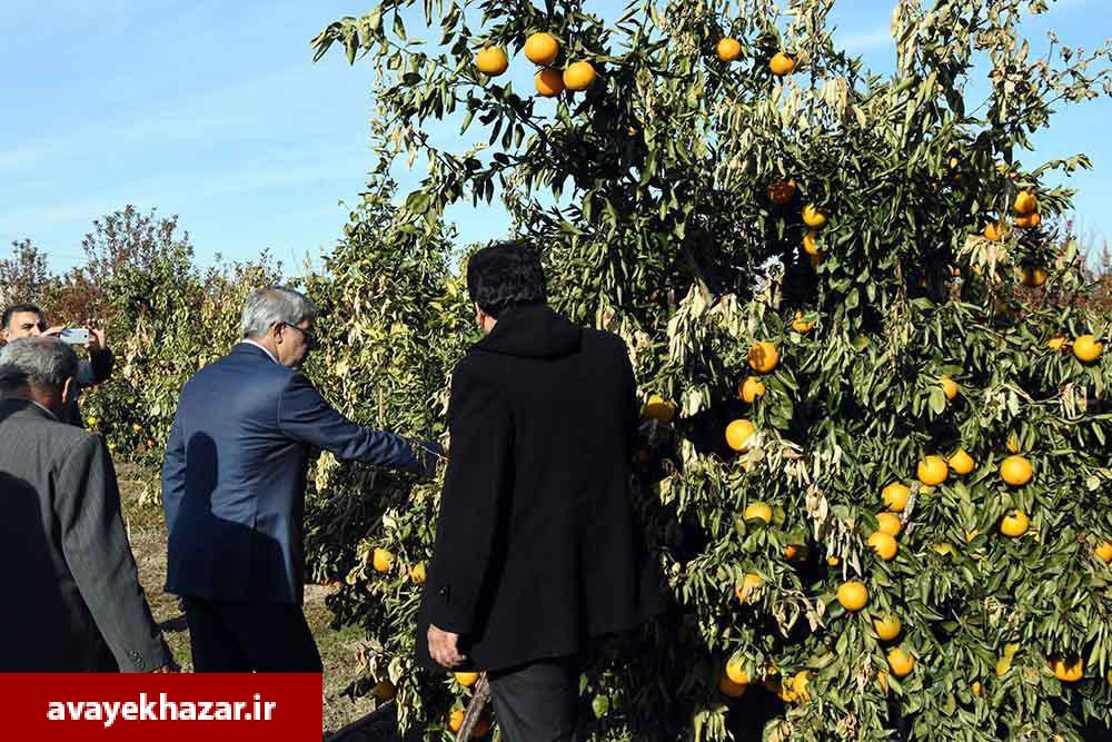 بازدید نماینده وزارت جهاد کشاورزی و رئیس کمیسیون کشاورزی از باغات مرکبات شرق مازندران/ باغداران: برای گرم کردن باغات، لاستیک فرسوده را 30 هزار تومان می‌خریدیم