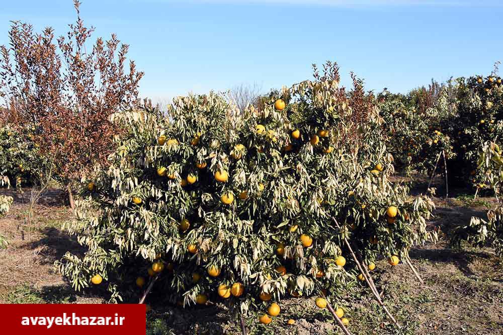 بازدید نماینده وزارت جهاد کشاورزی و رئیس کمیسیون کشاورزی از باغات مرکبات شرق مازندران/ باغداران: برای گرم کردن باغات، لاستیک فرسوده را 30 هزار تومان میخریدیم بازدید نماینده وزارت جهاد کشاورزی و رئیس کمیسیون کشاورزی از باغات مرکبات شرق مازندران/ باغداران: برای گرم کردن باغات، لاستیک فرسوده را 30 هزار تومان میخریدیم