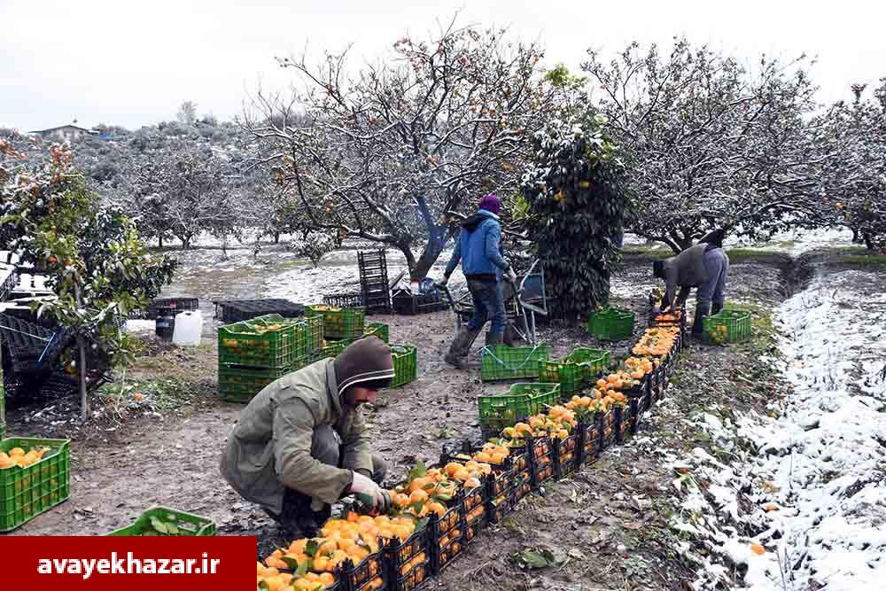 بازدید نماینده وزارت جهاد کشاورزی و رئیس کمیسیون کشاورزی از باغات مرکبات شرق مازندران/ باغداران: برای گرم کردن باغات، لاستیک فرسوده را 30 هزار تومان می‌خریدیم