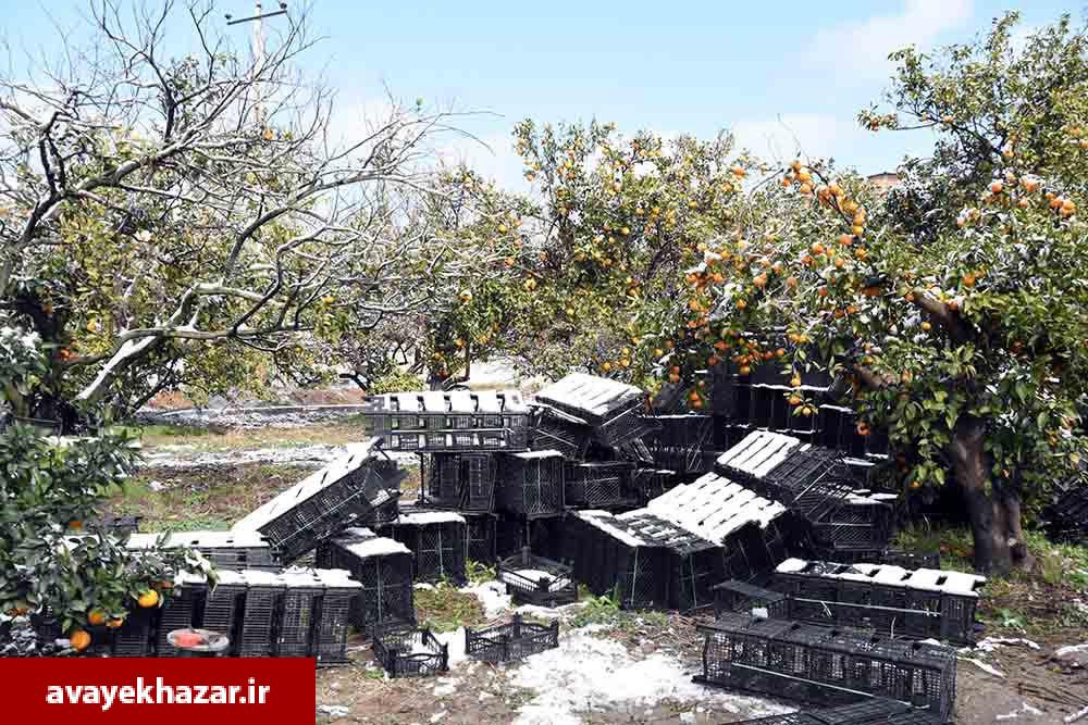 بازدید نماینده وزارت جهاد کشاورزی و رئیس کمیسیون کشاورزی از باغات مرکبات شرق مازندران/ باغداران: برای گرم کردن باغات، لاستیک فرسوده را 30 هزار تومان میخریدیم بازدید نماینده وزارت جهاد کشاورزی و رئیس کمیسیون کشاورزی از باغات مرکبات شرق مازندران/ باغداران: برای گرم کردن باغات، لاستیک فرسوده را 30 هزار تومان میخریدیم