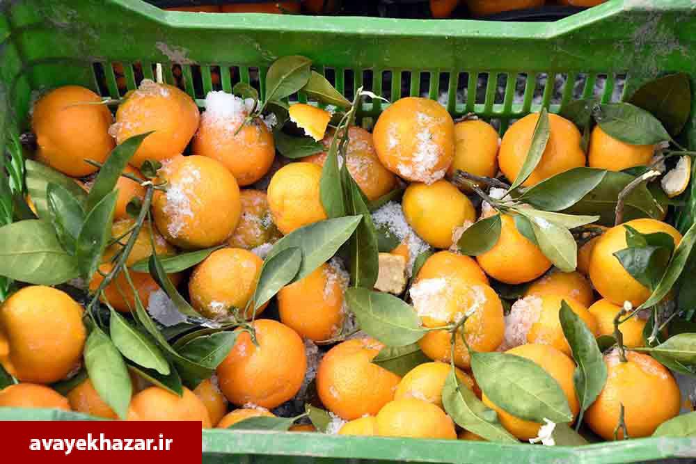 بازدید نماینده وزارت جهاد کشاورزی و رئیس کمیسیون کشاورزی از باغات مرکبات شرق مازندران/ باغداران: برای گرم کردن باغات، لاستیک فرسوده را 30 هزار تومان میخریدیم بازدید نماینده وزارت جهاد کشاورزی و رئیس کمیسیون کشاورزی از باغات مرکبات شرق مازندران/ باغداران: برای گرم کردن باغات، لاستیک فرسوده را 30 هزار تومان میخریدیم