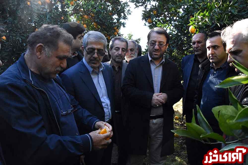 بازدید نماینده وزارت جهاد کشاورزی و رئیس کمیسیون کشاورزی از باغات مرکبات شرق مازندران/ باغداران: برای گرم کردن باغات، لاستیک فرسوده را 30 هزار تومان میخریدیم بازدید نماینده وزارت جهاد کشاورزی و رئیس کمیسیون کشاورزی از باغات مرکبات شرق مازندران/ باغداران: برای گرم کردن باغات، لاستیک فرسوده را 30 هزار تومان میخریدیم