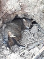 نجات و رهاسازی یک قلاده گربه وحشی به دام افتاده درتله سیمی