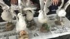 کشف پرندگان تاکسیدرمی شده در آمل
