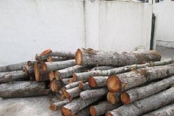 کشف 2 تن چوب قاچاق در فریدونکنار