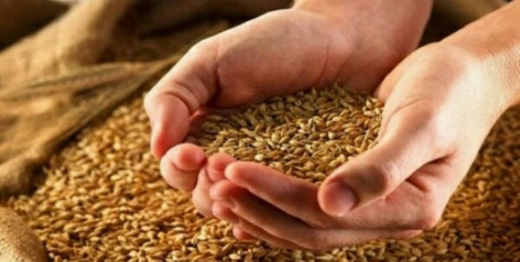 گندم‌ روسیه هفته آینده راهی ایران می‌شود