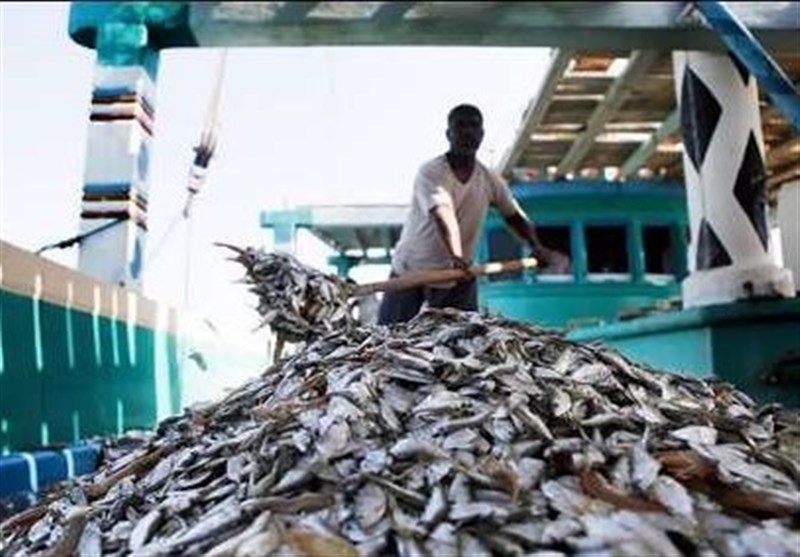 توقیف کشتی چینی حامل ۵۰ تُن ماهی میکتوفیده در جاسک