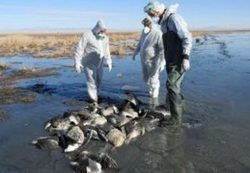 تلفات غیرعادی 500 پرنده مهاجر در میانکاله/ دامپزشکی: شکار پرندگان ممنوع! محیط زیست: شکار در شرق مازندران تا اطلاع ثانوی ممنوع!
