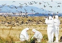 ادامه دفن بهداشتی پرندگان تلف‌شده در میانکاله/ تعداد تلفات از 2 هزار قطعه گذشت
