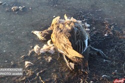 بوتولیسم؛ عامل اصلی تلفات پرندگان مهاجر در میانکاله شناخته شد