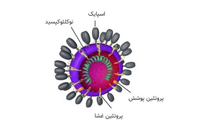 ویروس کرونا