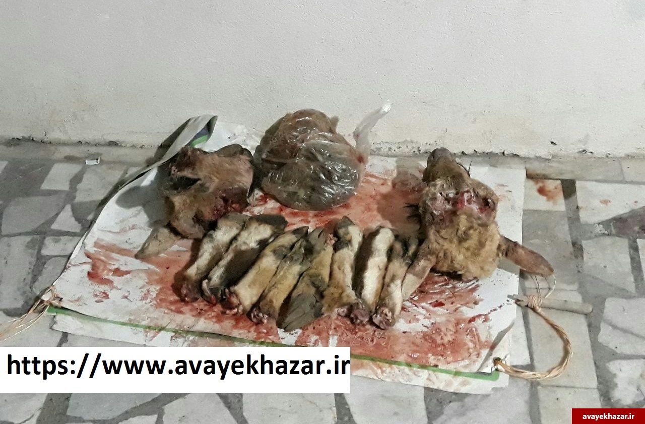 متخلف سابقهدار محیط زیست به دام قانون افتاد/ شکار 3 رأس کل در «آریم» سوادکوه متخلف سابقهدار محیط زیست به دام قانون افتاد/ شکار 3 رأس کل در «آریم» سوادکوه