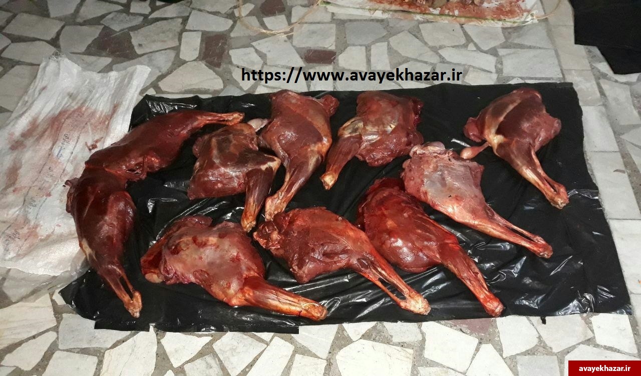 متخلف سابقهدار محیط زیست به دام قانون افتاد/ شکار 3 رأس کل در «آریم» سوادکوه متخلف سابقهدار محیط زیست به دام قانون افتاد/ شکار 3 رأس کل در «آریم» سوادکوه