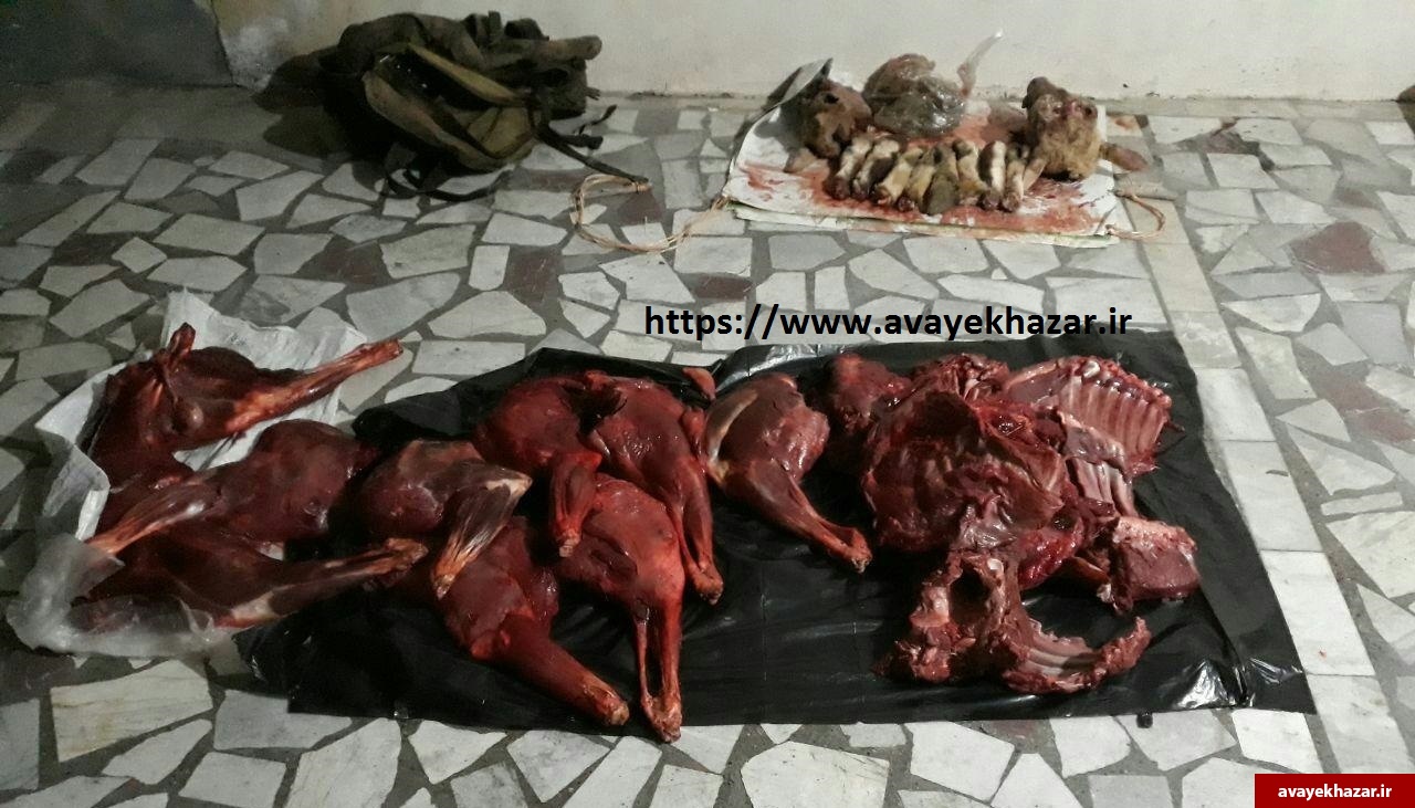 متخلف سابقهدار محیط زیست به دام قانون افتاد/ شکار 3 رأس کل در «آریم» سوادکوه متخلف سابقهدار محیط زیست به دام قانون افتاد/ شکار 3 رأس کل در «آریم» سوادکوه