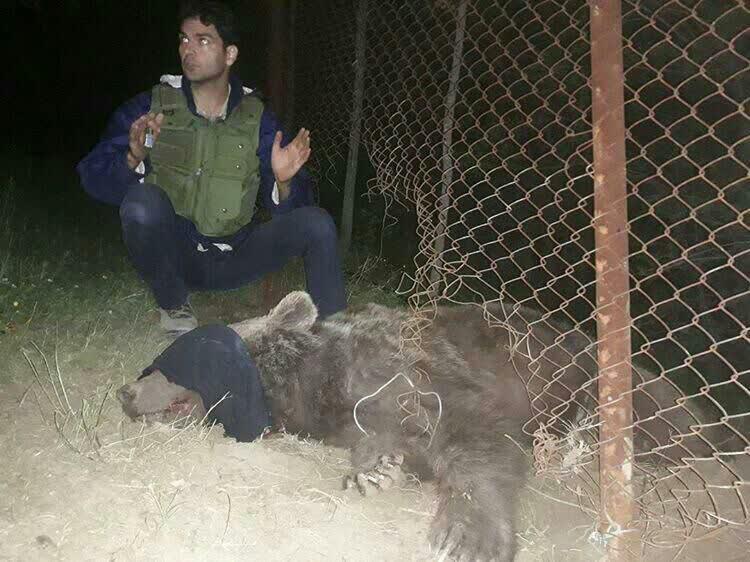 نجات خرس گرفتار از تله سیمی در سوادکوه