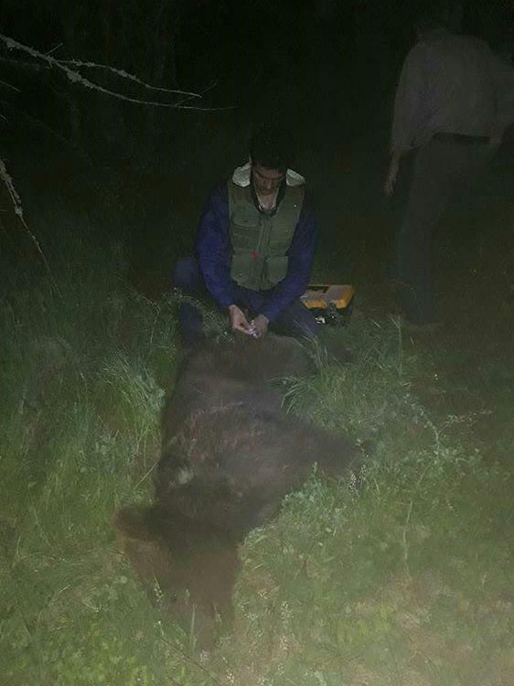 نجات خرس گرفتار از تله سیمی در سوادکوه