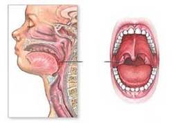 لوزه سوم چه خطراتی را برای کودکتان به ارمغان می‌آورد؟ +علائم اختلال