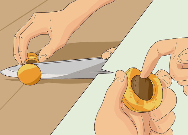 مراحل تهیه برگه زردآلو مراحل تهیه برگه زردآلو