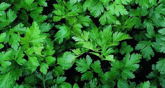 بوی بد دهان را با چند فرمول خانگی از بین ببرید +دستورالعمل سه دهانشویه خوشبو کننده دهان بوی بد دهان را با چند فرمول خانگی از بین ببرید +دستورالعمل سه دهانشویه خوشبو کننده دهان