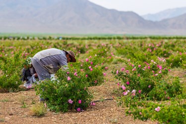 برداشت گل محمدی در کلاته‌رودبار دامغان