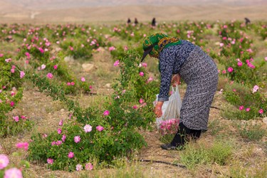 برداشت گل محمدی در کلاته‌رودبار دامغان