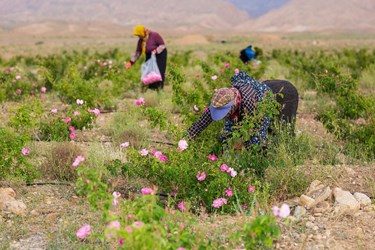 برداشت گل محمدی در کلاته‌رودبار دامغان