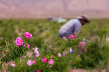 برداشت گل محمدی در کلاته‌رودبار دامغان