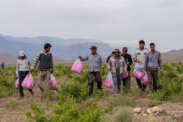 برداشت گل محمدی در کلاته‌رودبار دامغان