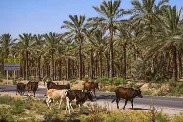 آرایش خوشه‌های نخل های« دشتستان »