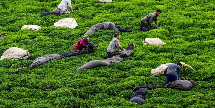 خریداری ۴۹ هزار تن برگ سبز چای