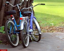 تجارت دوچرخه در پارک ملل ساری