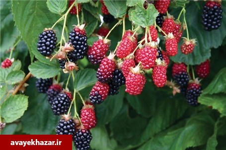 رونمایی از نماد نکا در جشنواره تمشک رونمایی از نماد نکا در جشنواره تمشک