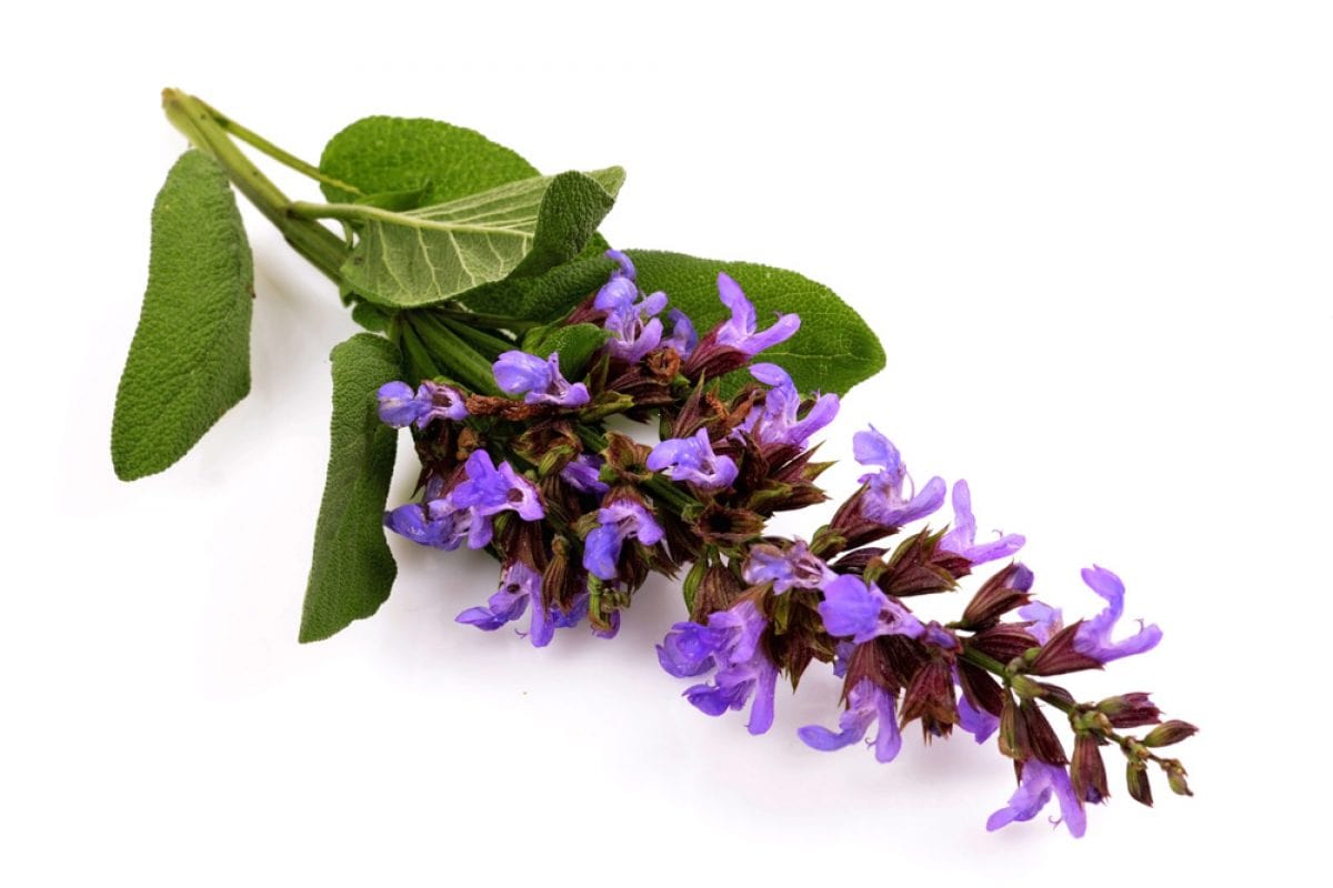 فرمولهای خانگی برای آنکه از شر عرق کردن در تابستان خلاص شوید + دستورالعمل چند دئودرانت طبیعی/ فرمولهای خانگی برای توقف فرمولهای خانگی برای آنکه از شر عرق کردن در تابستان خلاص شوید + دستورالعمل چند دئودرانت طبیعی/ فرمولهای خانگی برای توقف