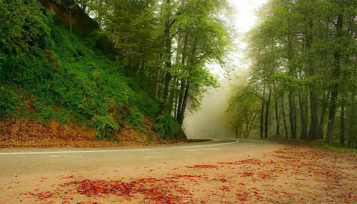 جنگل دالخانی یا دالان بهشت جنگل زیبای دالخانی
