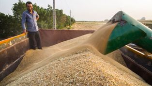 خرید تضمینی بیش از 40 هزار و 350 تن گندم در مازندران